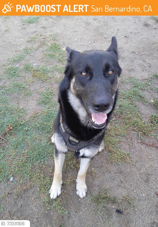 Found/Stray Male Dog last seen Baseline, San Bernardino, CA 92401