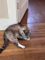 Lost Male Cat last seen Near Camino Moro, Warner Springs, CA 92086
