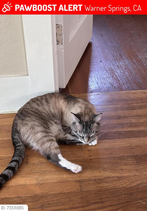 Lost Male Cat last seen Near Camino Moro, Warner Springs, CA 92086