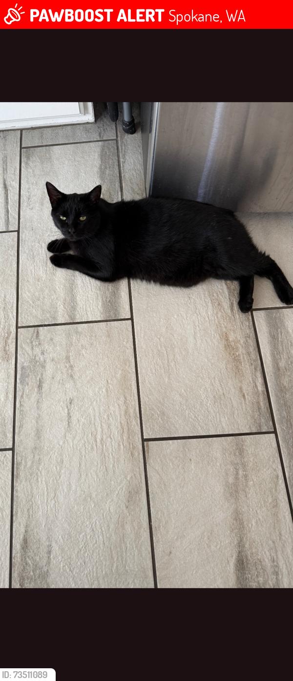 Lost Male Cat last seen Audubon park, Spokane, WA 99205
