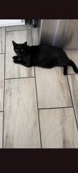 Lost Male Cat last seen Audubon park, Spokane, WA 99205