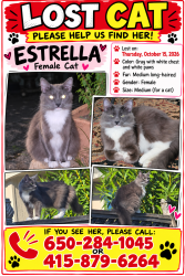 Reunited Female Cat last seen Near Vermont St, San Francisco, CA 94107, EE. UU., San Francisco, CA 94107