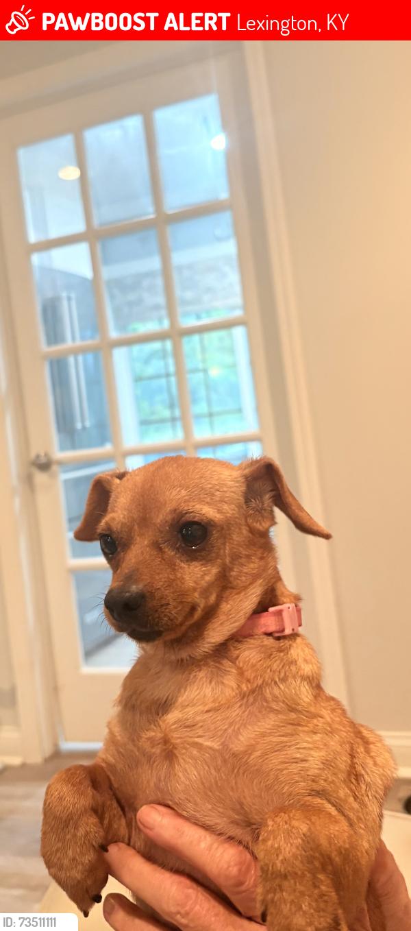 Lost Female Dog last seen Near Gladman Way, Lexington, KY 40503