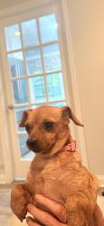 Lost Female Dog last seen Near Gladman Way, Lexington, KY 40503