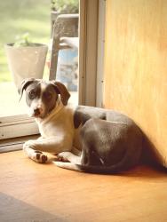 Lost Male Dog last seen Wooded area, Bedford County, TN 37160