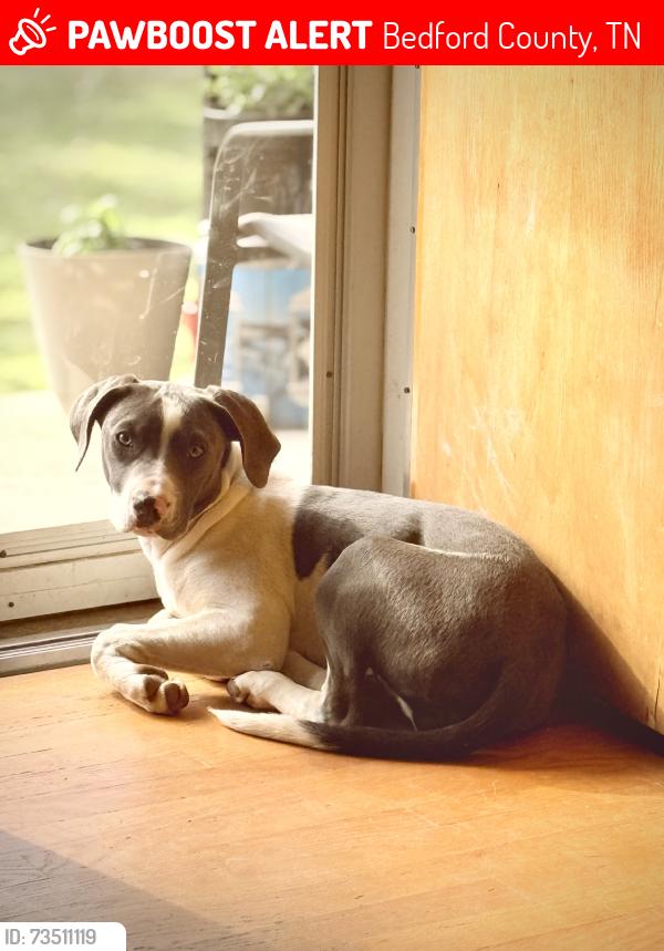 Lost Male Dog last seen Wooded area, Bedford County, TN 37160