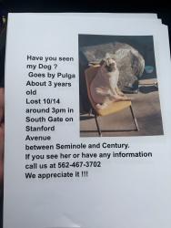 Reunited Female Dog last seen Century and Seminole, South Gate, CA 90280