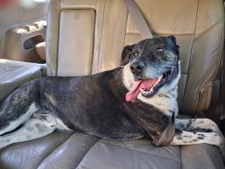 Reunited Male Dog last seen Fairview Baptist Church, Greenville County, SC 29687