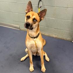 Shelter Stray Male Dog last seen , 980 Guilford College Rd, Greensboro, NC 27409, USA