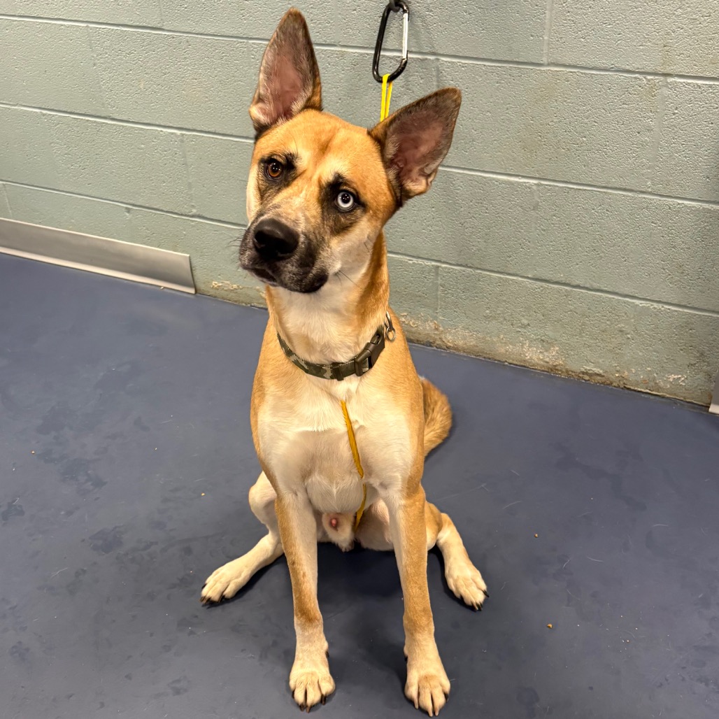 Shelter Stray Male Dog last seen , 980 Guilford College Rd, Greensboro, NC 27409, USA