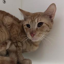 Shelter Stray Male Cat last seen , Animal Care & Control Team of Philly, 111 W Hunting Park Ave, Philadelphia, PA 19140, USA