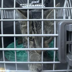 Shelter Stray Unknown Cat last seen , 980 Guilford College Rd, Greensboro, NC 27409, USA