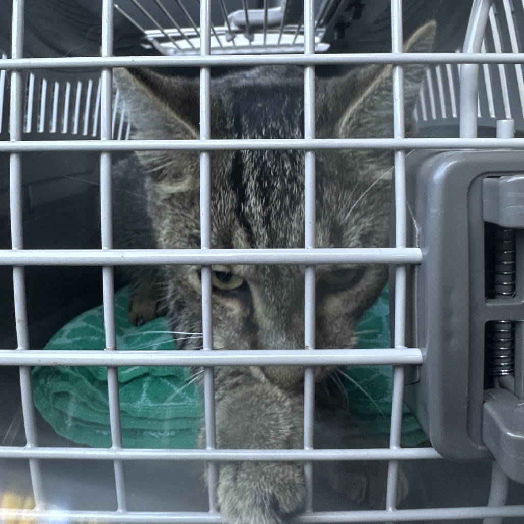 Shelter Stray Unknown Cat last seen , 980 Guilford College Rd, Greensboro, NC 27409, USA
