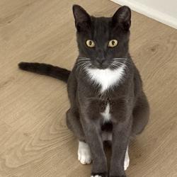 Shelter Stray Male Cat last seen , 8020 Washington St, Port Richey, FL 34668, USA