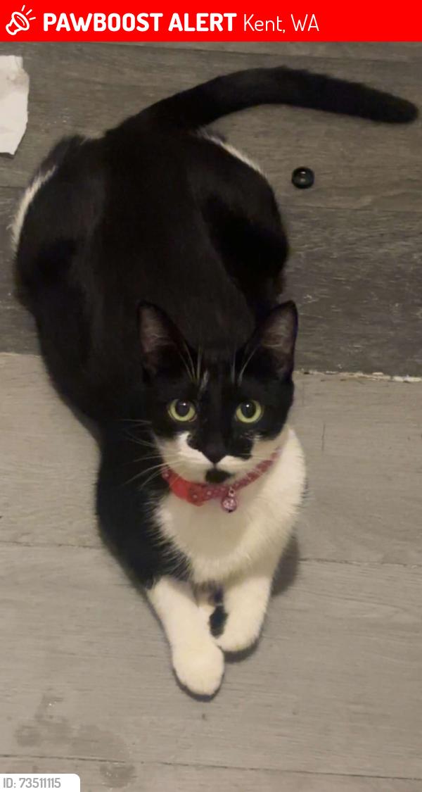 Lost Female Cat last seen Near Pacific Hwy S 98032 Kent, Wa, Kent, WA 98032