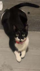 Lost Female Cat last seen Near Pacific Hwy S 98032 Kent, Wa, Kent, WA 98032