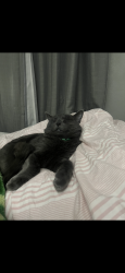 Reunited Male Cat last seen Mill street, Salem, OR 97301