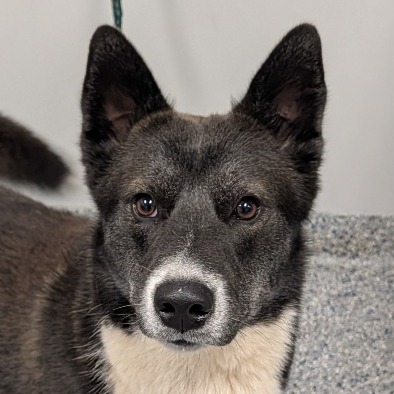 Shelter Stray Male Dog last seen , 328 Furman Hall Rd, Greenville, SC 29609, USA