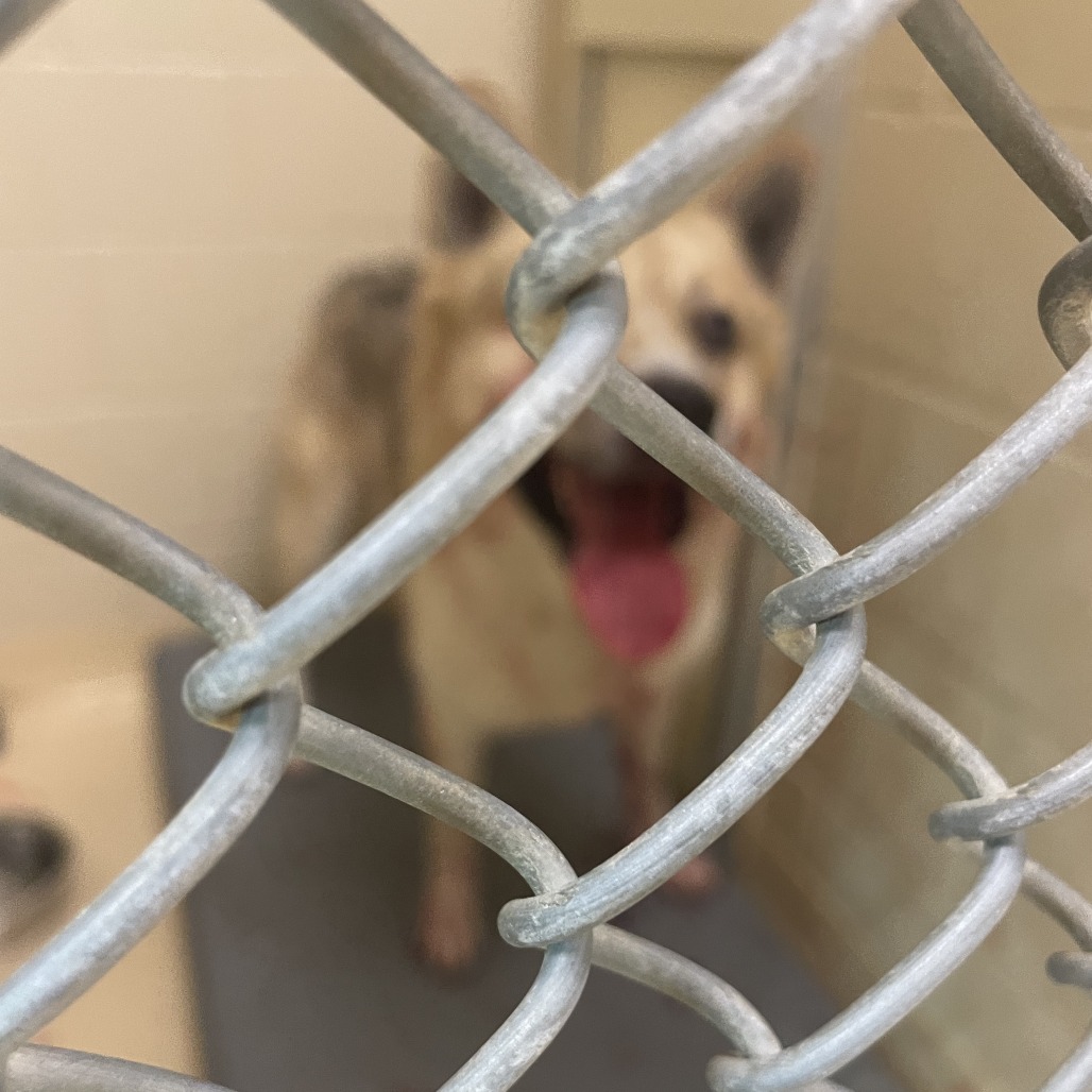 Shelter Stray Male Dog last seen , 5570 Sturmer Park Cir, Winston-Salem, NC 27105, USA