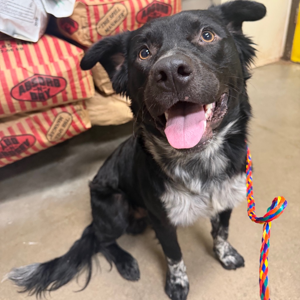Shelter Stray Male Dog last seen , 2207 Finfeather Rd, Bryan, TX 77801, USA
