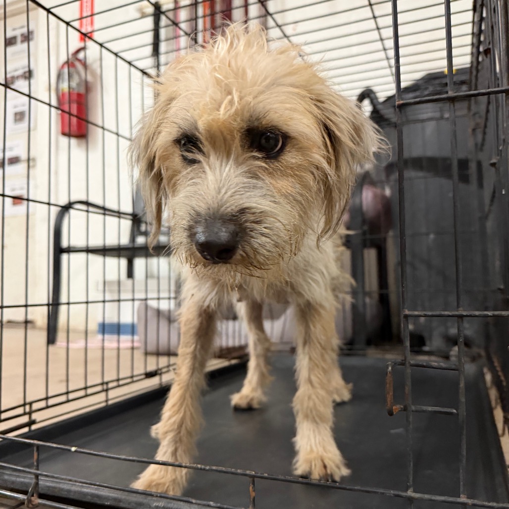 Shelter Stray Female Dog last seen , 2451 N Expressway 281, Edinburg, TX 78541, USA