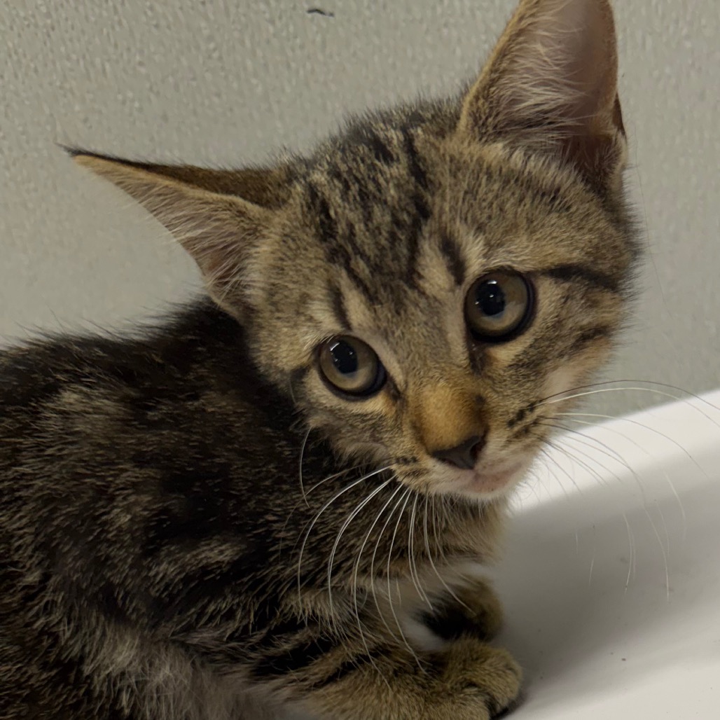 Shelter Stray Female Cat last seen , 3607 N Armenia Ave, Tampa, FL 33607, USA