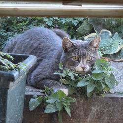 Shelter Stray Male Cat last seen , 2608 Center St, Tacoma, WA 98409, USA