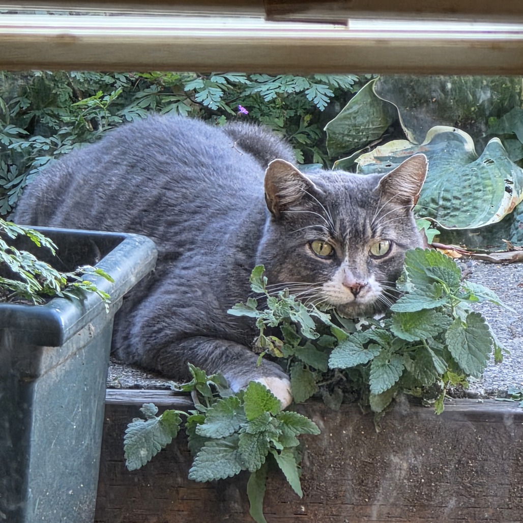 Shelter Stray Male Cat last seen , 2608 Center St, Tacoma, WA 98409, USA