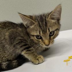 Shelter Stray Male Cat last seen , 3607 N Armenia Ave, Tampa, FL 33607, USA