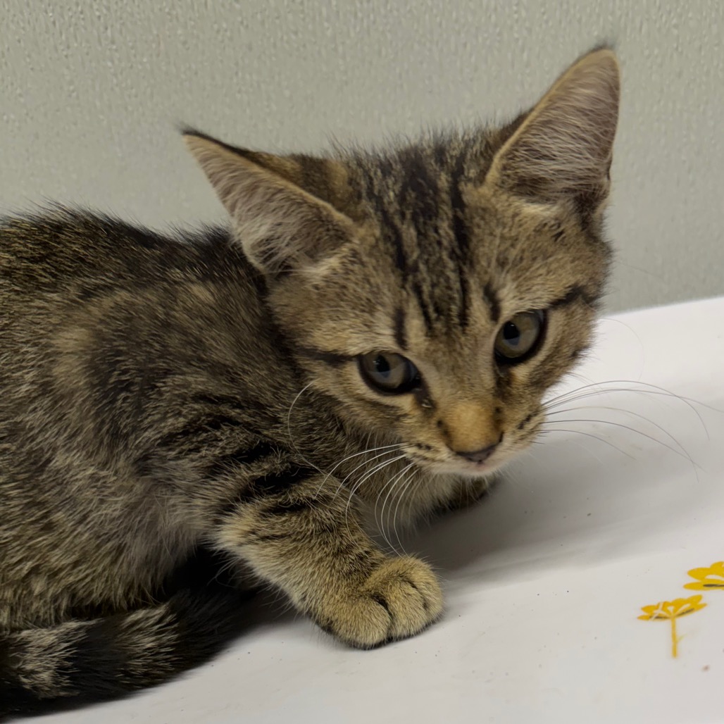 Shelter Stray Male Cat last seen , 3607 N Armenia Ave, Tampa, FL 33607, USA