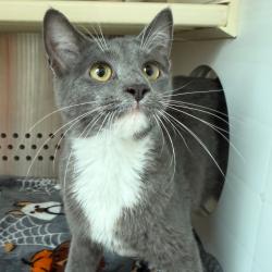 Shelter Stray Unknown Cat last seen , 3428 S Jenkins Ave, Norman, OK 73072, USA