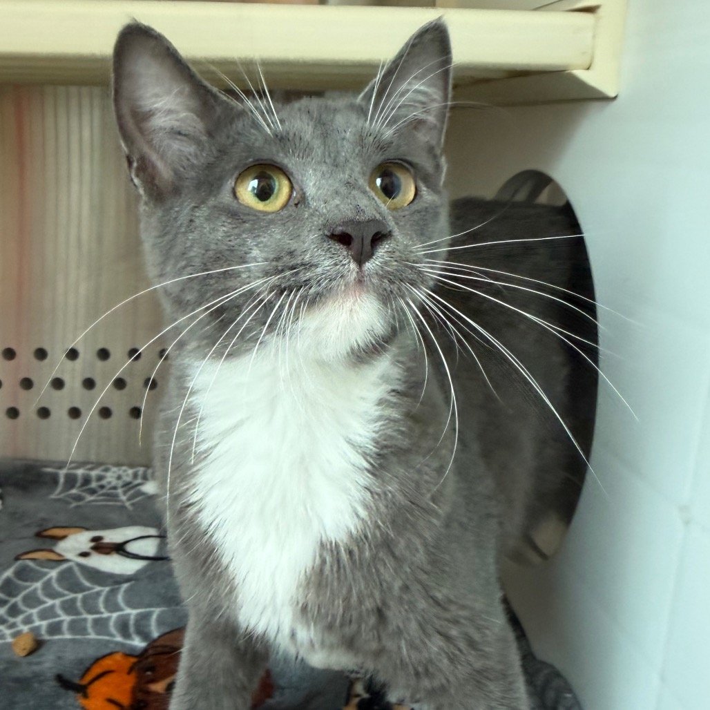 Shelter Stray Unknown Cat last seen , 3428 S Jenkins Ave, Norman, OK 73072, USA