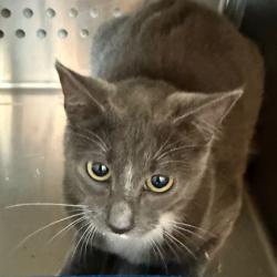 Shelter Stray Unknown Cat last seen , 3428 S Jenkins Ave, Norman, OK 73072, USA