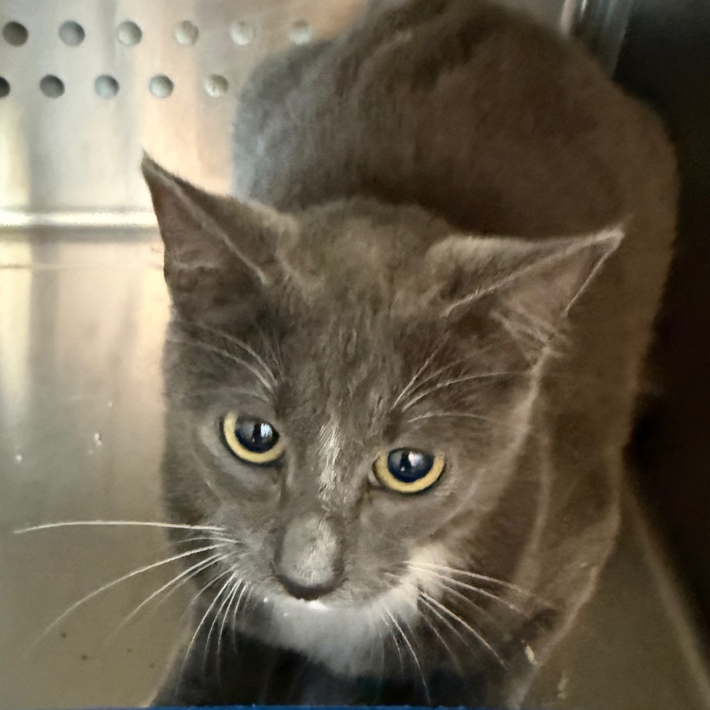 Shelter Stray Unknown Cat last seen , 3428 S Jenkins Ave, Norman, OK 73072, USA