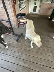 Reunited Male Dog last seen Pine Forest Rd, Cantonment, FL 32533