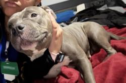 Lost Female Dog last seen 44th st and division, Wyoming, MI 49548