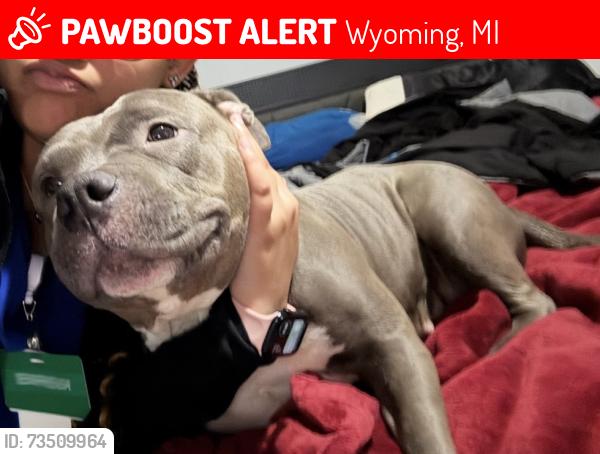Lost Female Dog last seen 44th st and division, Wyoming, MI 49548