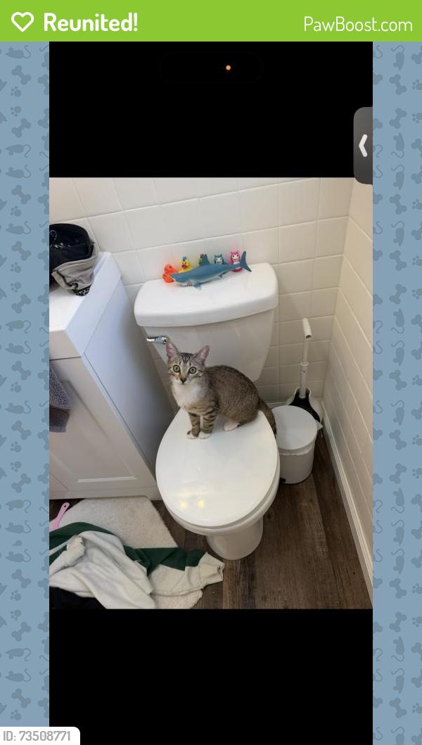 Reunited Male Cat last seen Near Rock Ave, Fayetteville, NC 28303, USA, Fayetteville, NC 28303