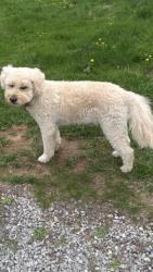 Reunited Male Dog last seen West Bells Mill Road or Hampton, Philadelphia, PA 19118