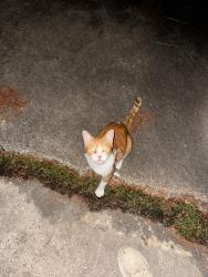 Found/Stray Unknown Cat last seen Redway Ln, Houston, TX 77062