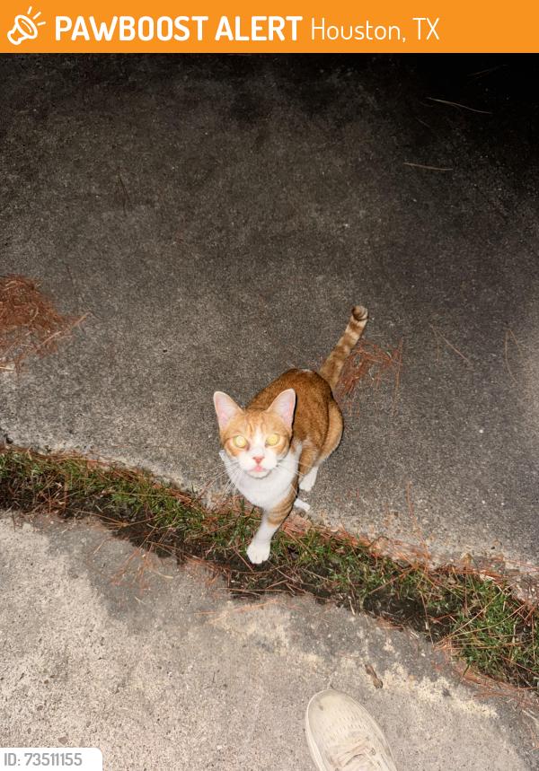 Found/Stray Unknown Cat last seen Redway Ln, Houston, TX 77062