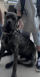 Lost Male Dog last seen Near Lager Rd, Phelan, CA 92371