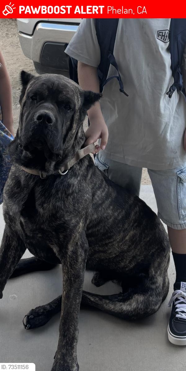 Lost Male Dog last seen Near Lager Rd, Phelan, CA 92371