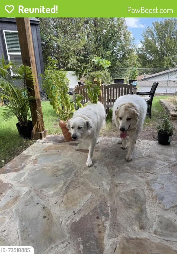 Reunited Male Dog last seen Glenview Dr, North Richland Hills, TX, USA, North Richland Hills, TX 76180