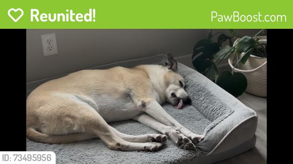 Reunited Male Dog last seen Near and Clear Springs or 46 and Weltner, New Braunfels, TX 78130