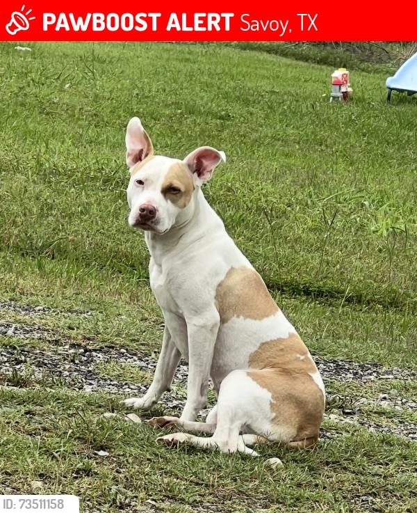 Lost Female Dog last seen Highway 82/FM 1753, Savoy, TX 75479