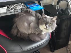 Lost Female Cat last seen Quincy And princeton, Aurora, CO 80011