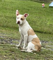 Lost Female Dog last seen Highway 82/FM 1753, Savoy, TX 75479
