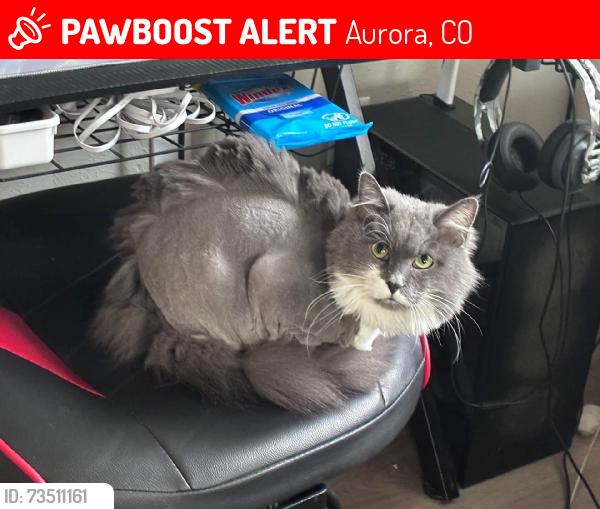 Lost Female Cat last seen Quincy And princeton, Aurora, CO 80011