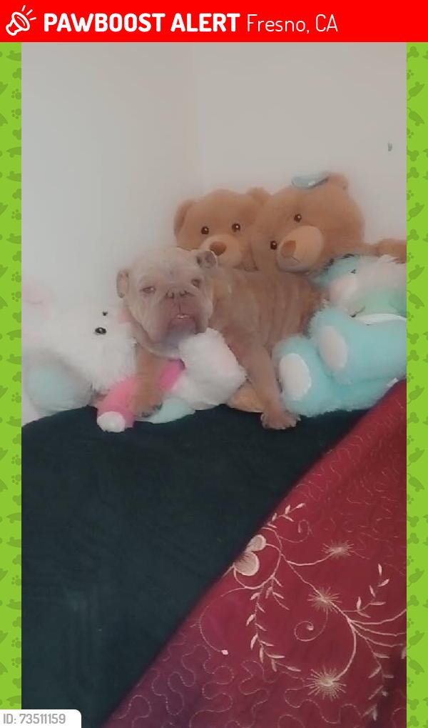 Lost Female Dog last seen And Valeria Street, Fresno, CA 93701